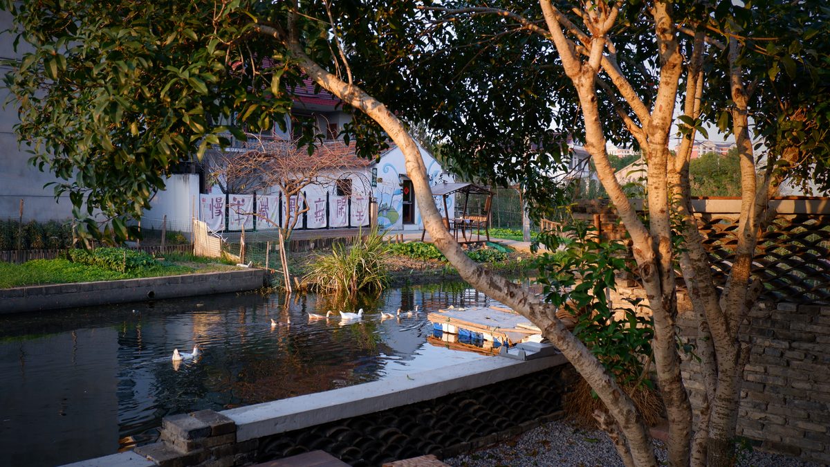 Ducks on a village canal beside the studio, with trees along the bank