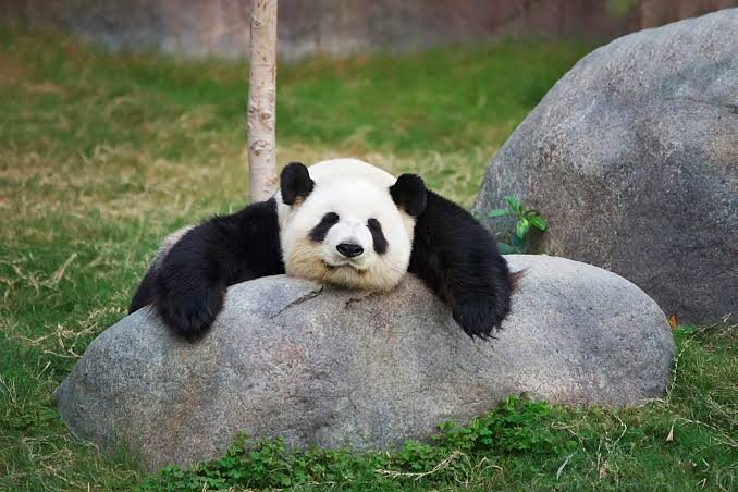 A giant panda resting on a rock at the Wolong reserve
