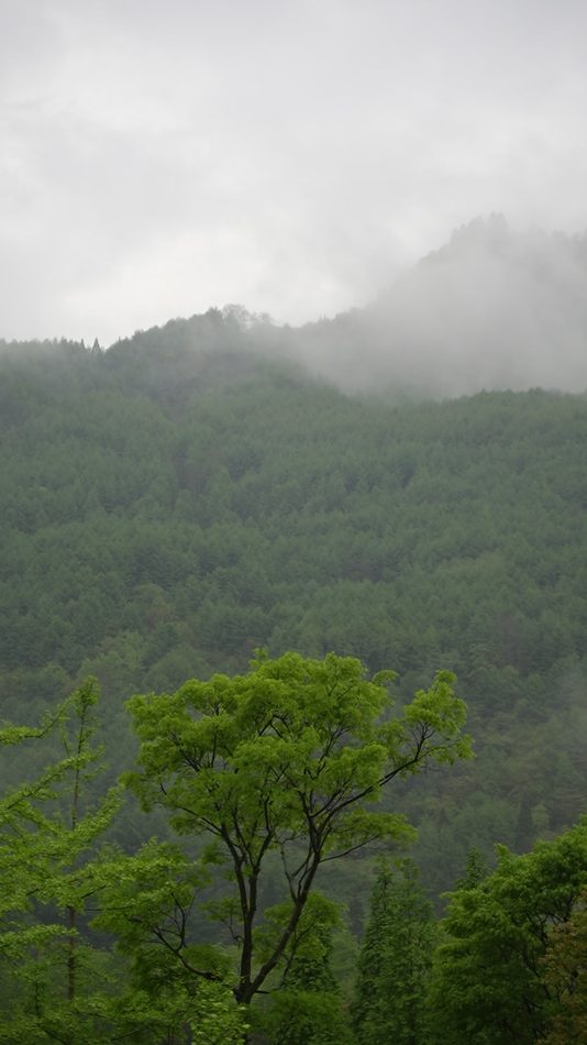 Mist moving through wooded slopes at Wolong