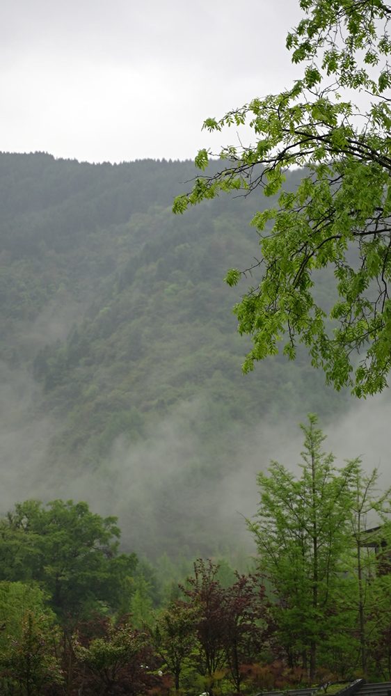 Forested mountains under low cloud at the Wolong reserve