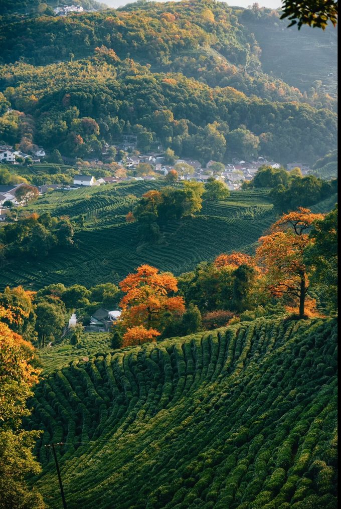 Terraced Longjing tea hills above a village, with autumn colour in the trees