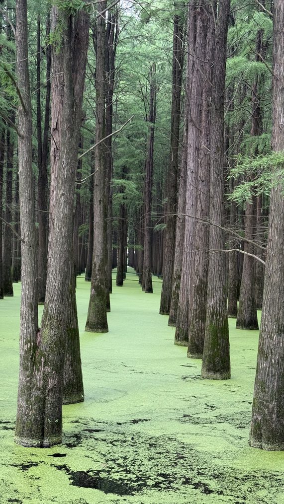 Metasequoia trunks standing in the green water forest at Qingshan Lake