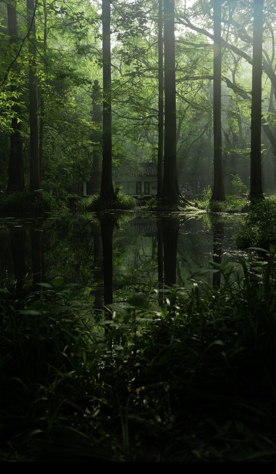 Tall bamboo reflected in dark still water