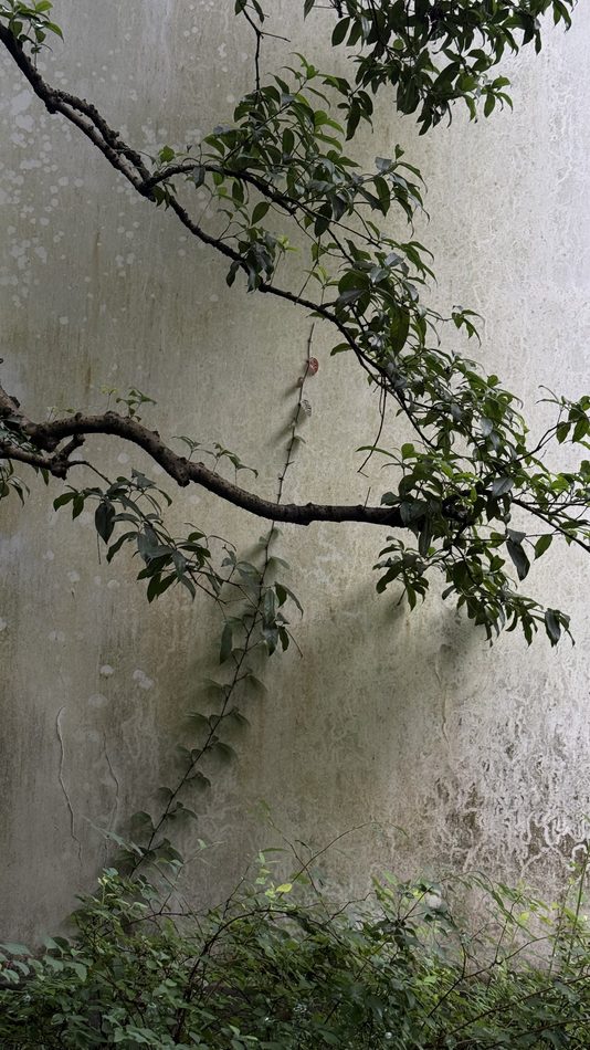 A single bare branch and climbing vine against a weathered white wall