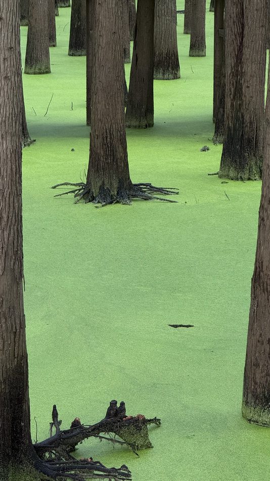 Cypress trunks and roots rising out of vivid green duckweed