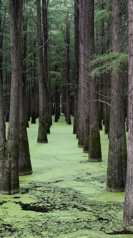 An avenue of metasequoia trunks receding through bright green duckweed