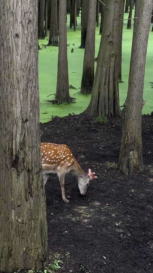 A spotted deer standing among cypress trunks at the water's edge