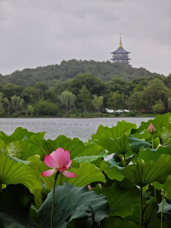 Lotus flowers in the foreground with Leifeng Pagoda on the hill beyond West Lake