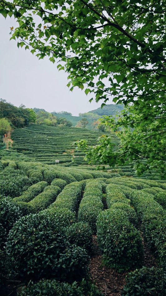 Rows of clipped Longjing tea bushes on a hillside framed by leaves
