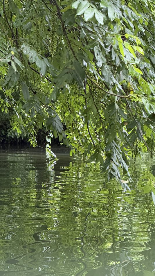 Willow branches hanging low over a green waterway