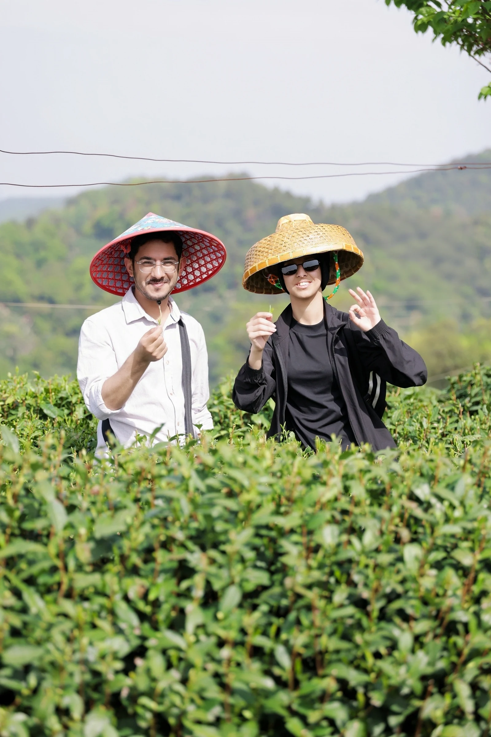 Travellers picking fresh Longjing tea leaves in a Hangzhou tea garden